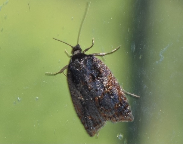 Tortricidae: Acleris cfr. umbrana